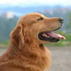Szczęśliwy golden retriever z językiem na wierzchu, jakby czekał na nifuroksazyd dla psa.