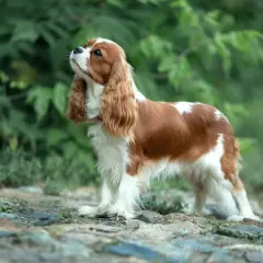 Uroczy pies dla dzieci, Cavalier King Charles Spaniel, o brązowo-białym umaszczeniu, stoi na kamienistej ścieżce wśród zieleni.