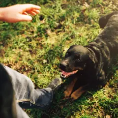 Człowiek uczy psa leżeć na trawie. Rottweiler patrzy na rękę, gotowy do nauki.