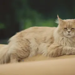 Puszysty rudy kot rasy maine coon, z pędzelkami na uszach, leży na żółtej powierzchni. Jego cena może być wysoka.