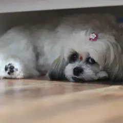 Uroczy shih tzu z ozdobą na głowie, leżący na podłodze. Zastanawiasz się nad shih tzu cena?