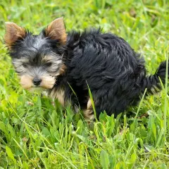Mały yorkshire terrier w trawie, który właśnie zrobił zieloną kupę.