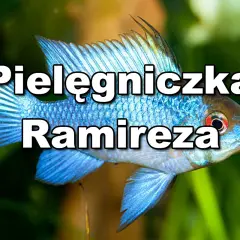 Błękitna ryba akwariowa z pielęgnicowatych, Pielęgniczka Ramirezza, pływa wśród zielonych roślin.