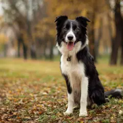 Border collie usposobienie: pies siedzi w parku jesienią, z językiem na wierzchu, gotowy do zabawy.