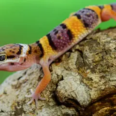 Kolorowy gekon lamparci na korze. Zastanawiasz się, ile kosztuje gekon lamparci?