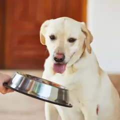 Labrador siedzi z wywieszonym językiem, patrząc na miskę. Wygląda na to, że pies nie chce jeść.