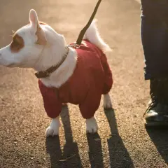 Jak zrobić ubranko pooperacyjne dla psa? Wygoda bez kołnierza!