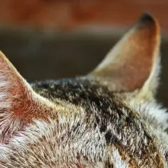 Zbliżenie na ucho kota, które może wskazywać na zapalenie ucha u kota. Widać sierść i fragment głowy.