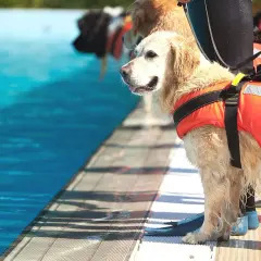 Złoty retriever w kamizelce ratowniczej czeka przy basenie. To dzielny pies ratowniczy gotowy do akcji.