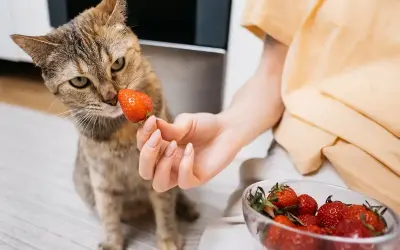 Kot wącha truskawkę podaną przez rękę. Czy koty mogą jeść truskawki? Miska pełna owoców obok.
