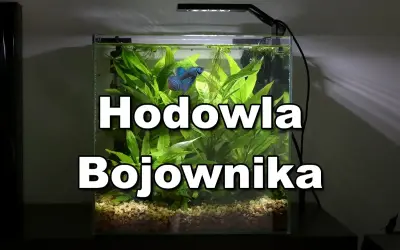 Bojownik w kuli, pływający wśród bujnej roślinności akwariowej.
