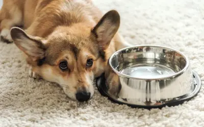Smutny corgi leży obok miski z wodą, wyraźnie widać, że pies nie chce pić wody.