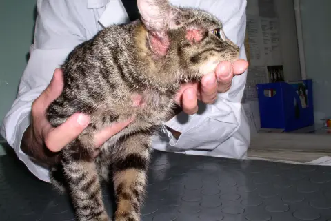Kot z zaczerwienionymi uszami i łysymi plamami na głowie, być może objawy alergii na kota.