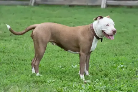 Potężny pies rasy pitbull, z pewnością najsilniejszy pies na świecie, stoi na zielonej trawie.