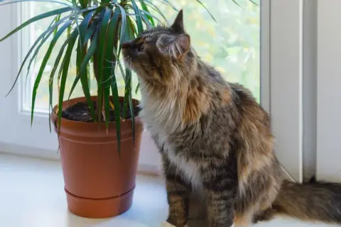 Puszysty kotek ciekawie węszy przy dracenie. Czy dracena jest trująca dla kota? Warto to sprawdzić, zanim kotek spróbuje jej listków.
