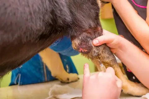 Weterynarz podaje zastrzyk w narośl na skórze psa. Zdjęcia pokazują problem.