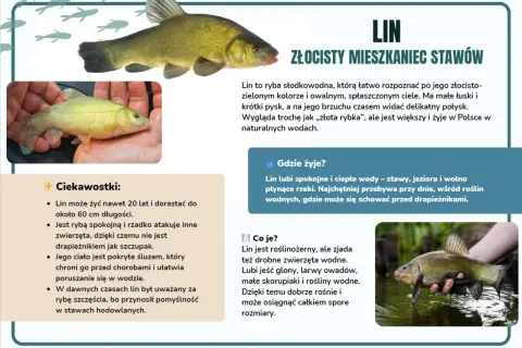 Lin, złocisty mieszkaniec stawów, to ryba o zielono-złotym ubarwieniu, często brana za złotą rybkę.