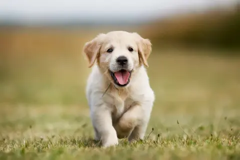 Szczeniak golden retriever biegnie przez trawę, radosny i pełen energii. Zastanawiasz się nad golden retriever cena?