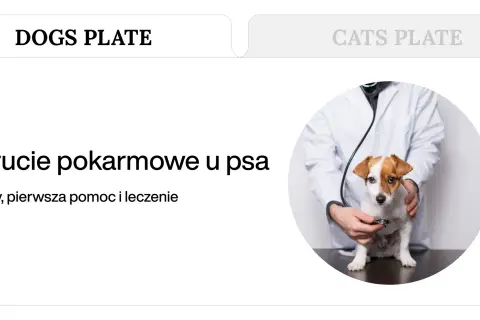 Weterynarz bada psa, który może mieć zatrucie pokarmowe. Objawy, pierwsza pomoc i leczenie.