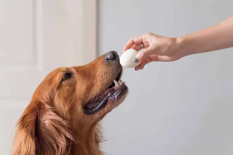 Złoty retriever z zaciekawieniem patrzy na jajko podane przez dłoń. Czy pies może jeść jajko? To pytanie nurtuje wielu właścicieli.