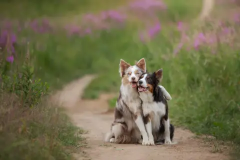 Dwa psy, jeden border collie blue merle, przytulają się na ścieżce wśród kwitnących łubinów.