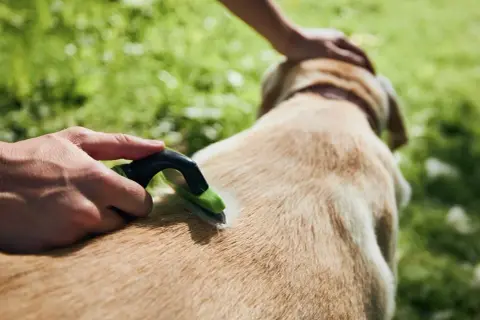 Czesanie psa to jeden z domowych sposobów na wypadanie sierści. Delikatne wyczesywanie pomaga utrzymać jego futro w dobrej kondycji.