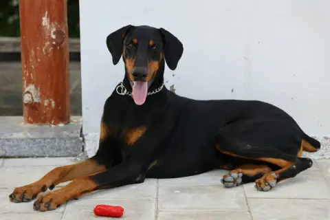 Elegancki doberman leży na płytkach, obok czerwona zabawka. Zastanawiasz się nad doberman cena?