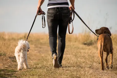 Ile powinien trwać spacer z psem? Dopasuj go do potrzeb pupila!