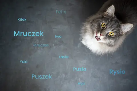 Jak nazwać kotkę? 100+ inspiracji i porady, by wybrać idealnie!