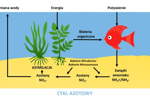 Cykl azotowy w akwarium: ryba zjada materię organiczną, produkując związki amoniaku, które bakterie przetwarzają na azotany. Rośliny asymilują azotany.