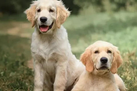 Dwa szczenięta rasy golden retriever siedzą na trawie, jedno z nich uśmiecha się szeroko.