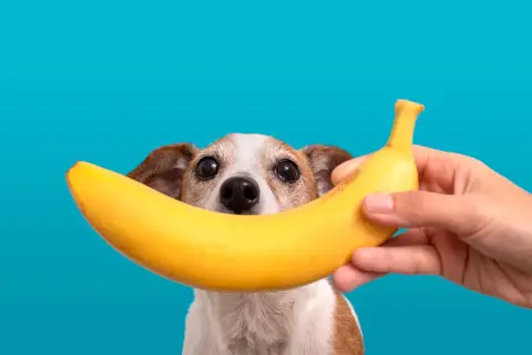 Czy pies może jeść banana? Ten piesek z zaciekawieniem patrzy na banana trzymanego przez człowieka.