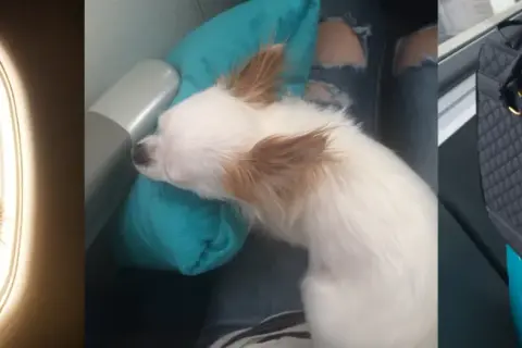 Pies w samolocie: mały piesek wygląda przez okno, śpi na poduszce i siedzi w transporterze.