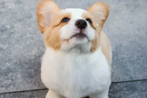 Uroczy szczeniak corgi z wielkimi uszami patrzy w górę, jakby czekał na smakołyk. Takie słodkie są pieski, gdy są szczeniakami.