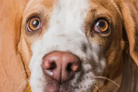 Zbliżenie na pysk psa rasy beagle. Widać jego brązowe oczy, które wydają się lekko zaczerwienione, oraz wilgotny nos.