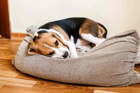 Smutny beagle leży na legowisku, charczy jakby miał coś w gardle.