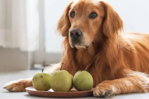 Złoty retriever leży obok talerzyka z gruszkami. Czy pies może jeść gruszkę? To pytanie nurtuje wielu właścicieli czworonogów.