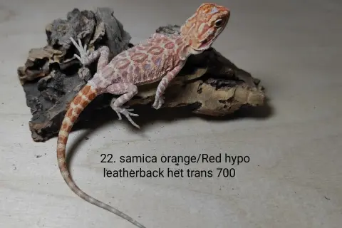 Samica orange/red hypo leatherback het trans. Atrakcyjna agama brodata cena 700.