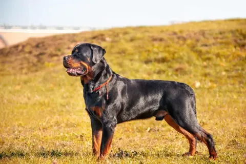 Potężny Rottweiler z groźnym spojrzeniem, w czerwonej obroży, stoi na trawiastym wzgórzu.