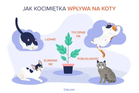 Ilustracja pokazuje, jak działa kocimiętka na kota: wywołuje lizanie, ślinienie, turlanie się i pobudliwość.