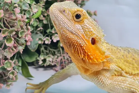 Agama brodata w odcieniach żółci i pomarańczu, z delikatnymi różowymi kwiatami w tle. Jej łuski mienią się w słońcu, ukazując bogactwo **agamy brodatej kolory**.