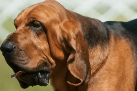 Brązowy pies rasy Bloodhound z charakterystycznymi, długimi fafle. Jego uszy opadają luźno, a język lekko wystaje.