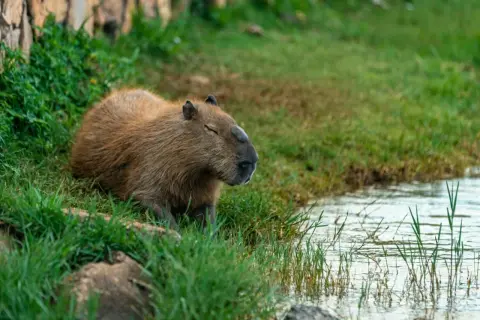 Kapibara odpoczywa na trawie przy wodzie. Zastanawiasz się nad jej kapibara cena?