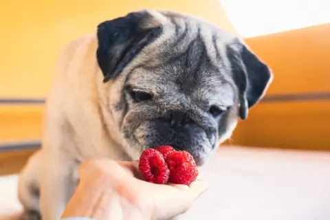 Mops wącha maliny na dłoni. Czy pies może jeść maliny? Tak, w małych ilościach.