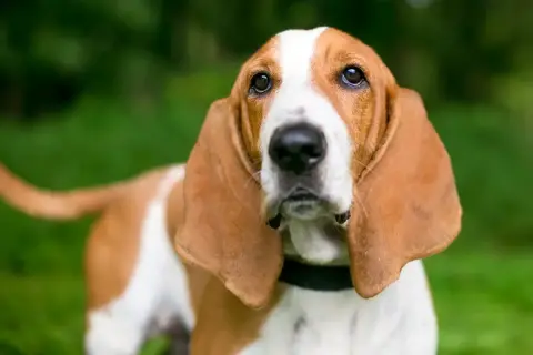 Uroczy pies z długimi uszami, rasa Basset Hound, patrzy z zaciekawieniem.