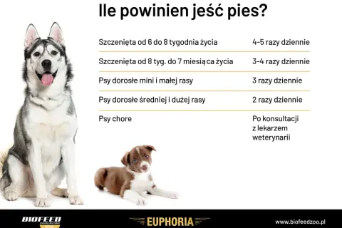 Ile razy dziennie karmić psa? Tabela podpowiada: szczenięta 4-5 razy, dorosłe 2-3 razy, chore po konsultacji z weterynarzem.