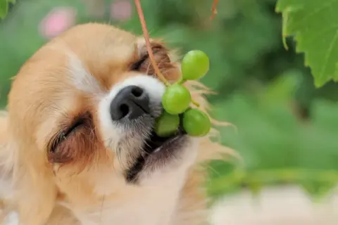 Mały piesek chihuahua próbuje winogron. Czy pies może jeść winogrona? To pytanie zadaje sobie wielu właścicieli czworonogów.