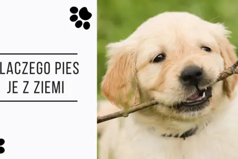 Uroczy szczeniak golden retriever gryzie patyk, a tekst pyta "Dlaczego pies je z ziemi?".