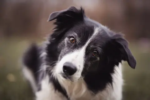 Inteligentny border collie z zaciekawieniem patrzy w obiektyw. Zastanawiasz się, ile kosztuje border collie?