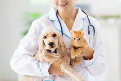 Weterynarz to doktor? Ostateczna odpowiedź i savoir-vivre